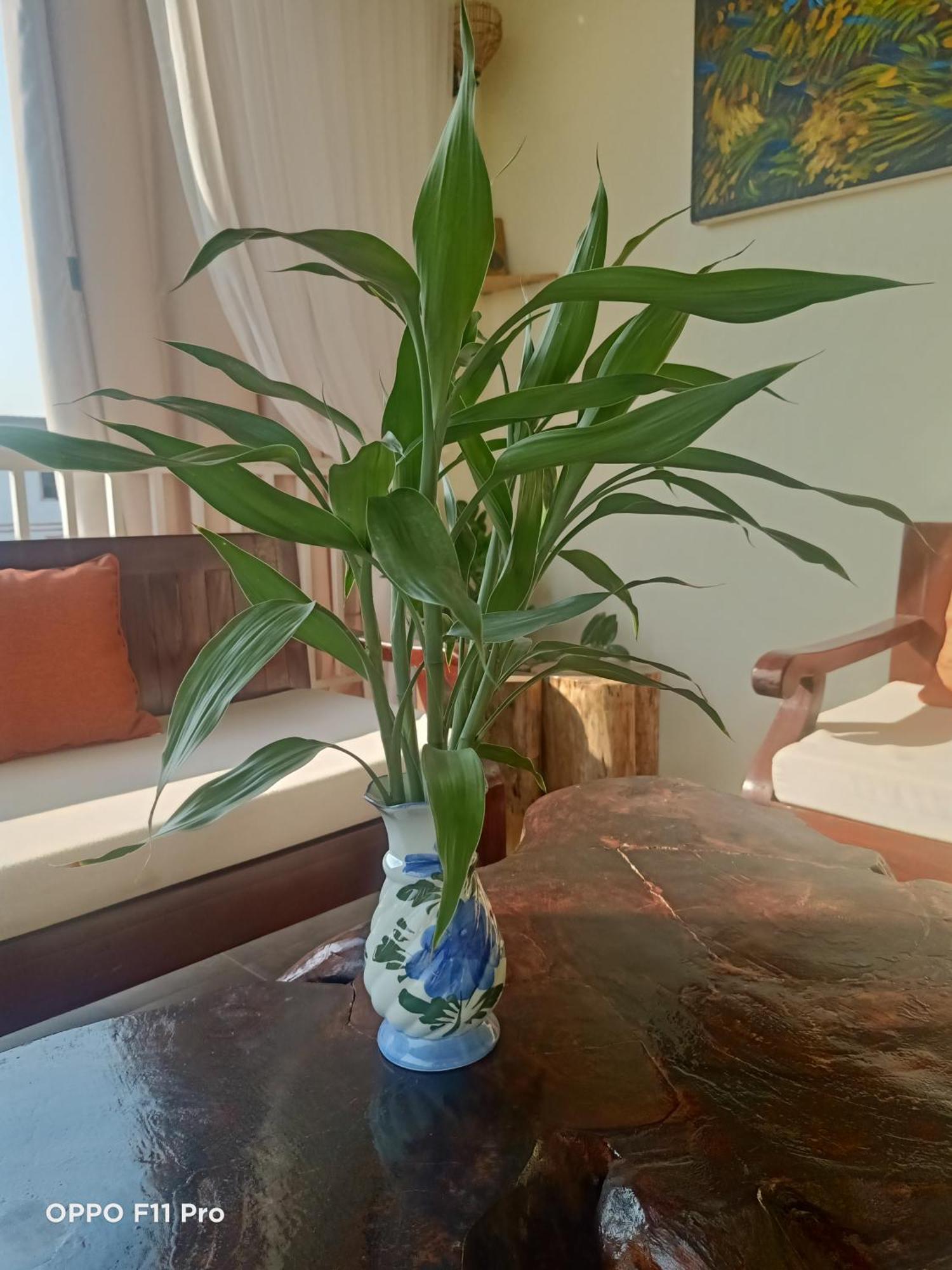 Homestay Yellow Natural House シェムリアップ エクステリア 写真