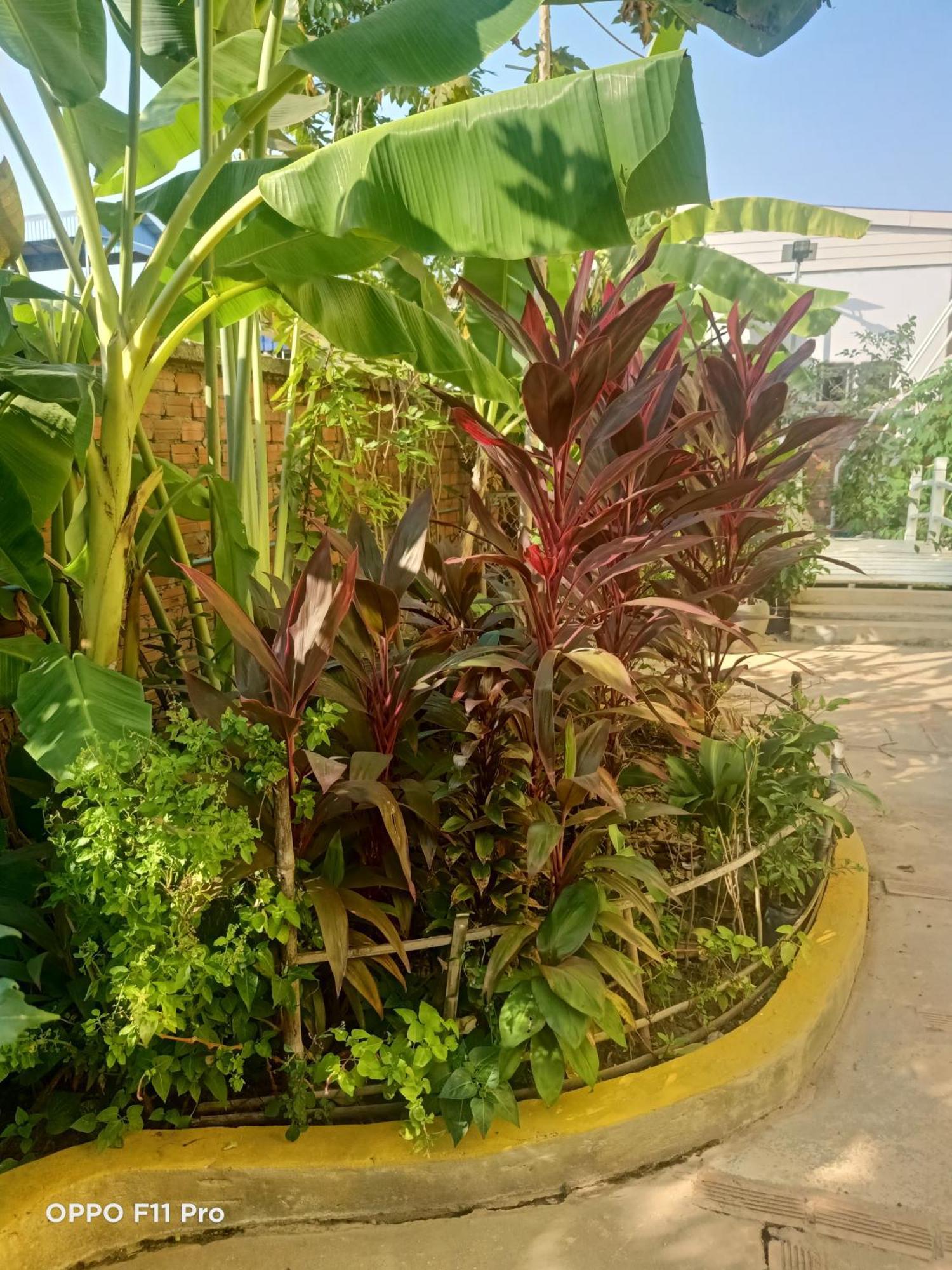 Homestay Yellow Natural House シェムリアップ エクステリア 写真