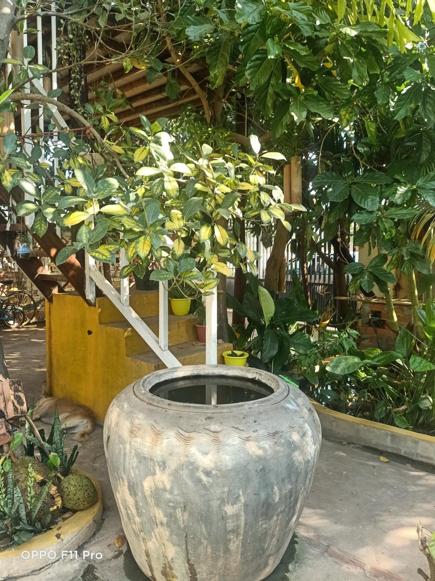 Homestay Yellow Natural House シェムリアップ エクステリア 写真