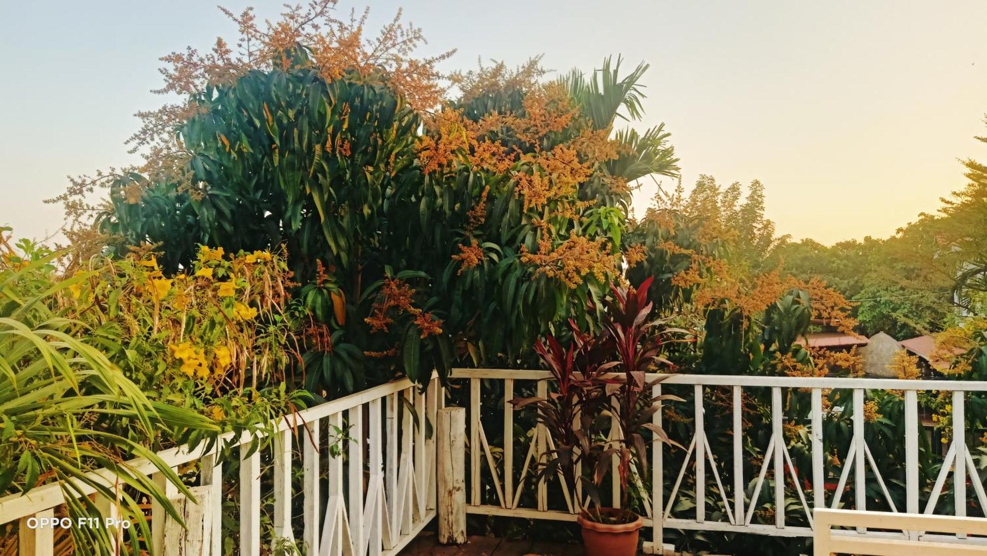 Homestay Yellow Natural House シェムリアップ エクステリア 写真
